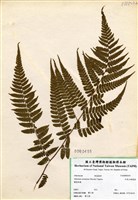 藏品(阿里山蹄蓋蕨)的圖片